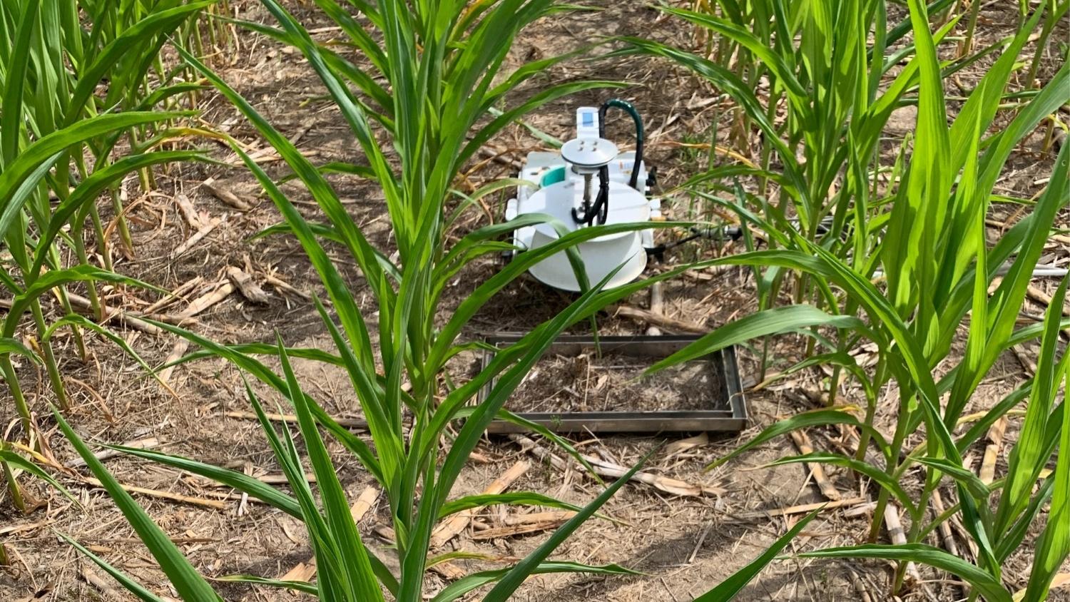Automated and static soil-monitoring chambers in a corn field