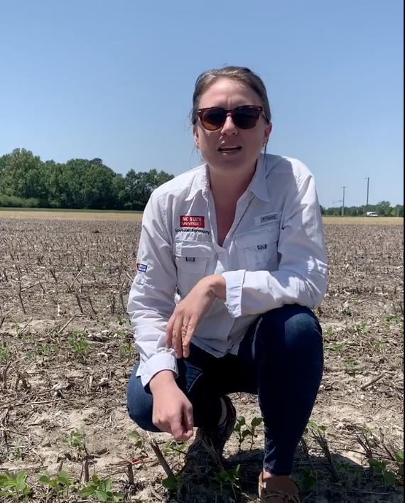 NC State Soybean Extension Specialist talks in a field