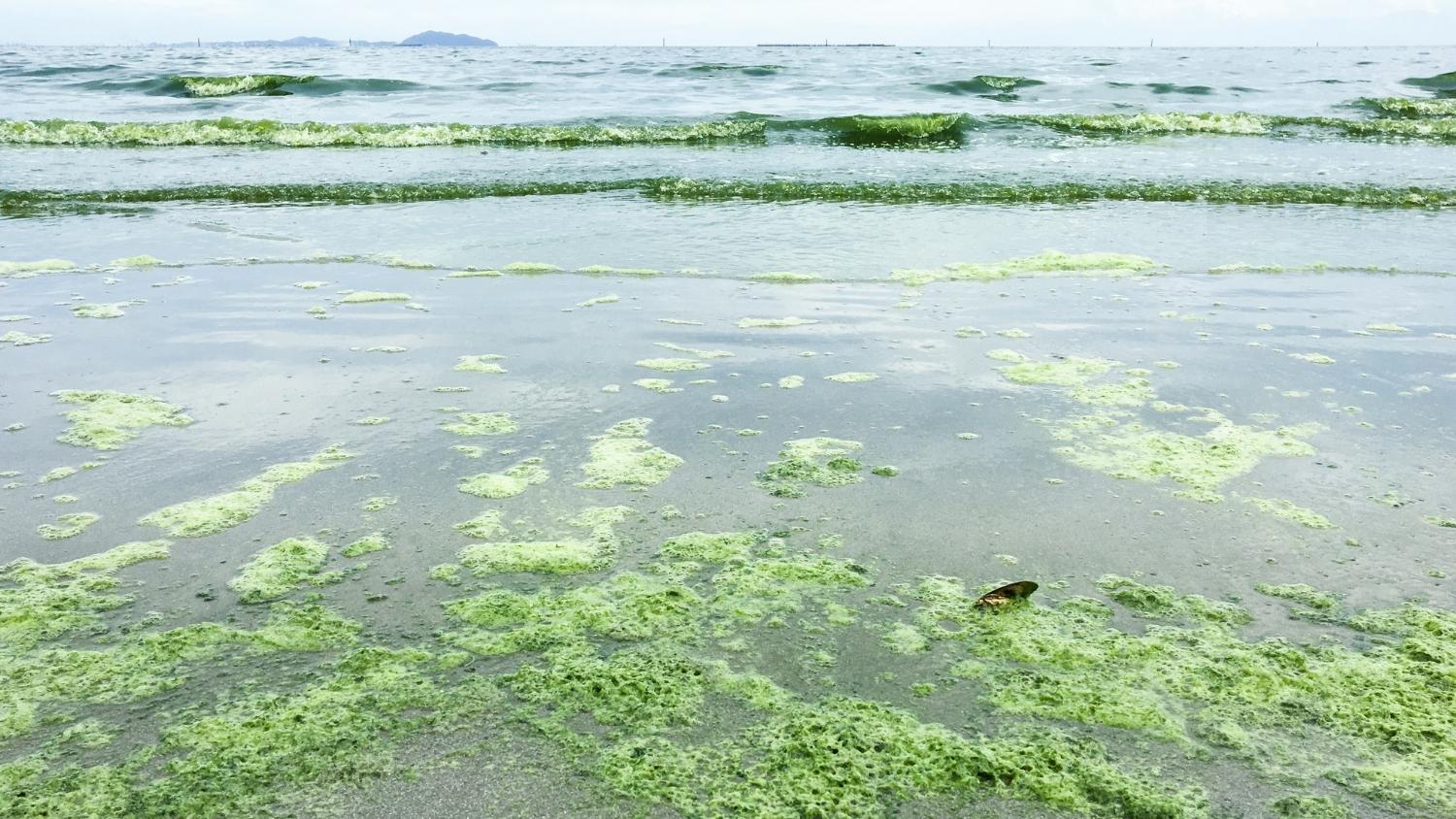 Algae bloom in a pond