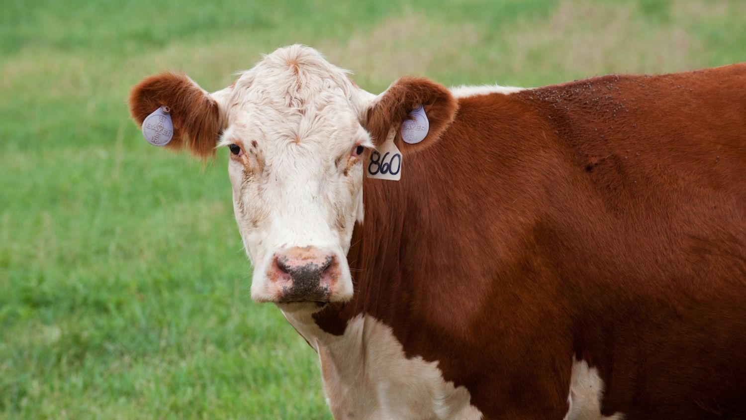 A beef cow with an ear tag