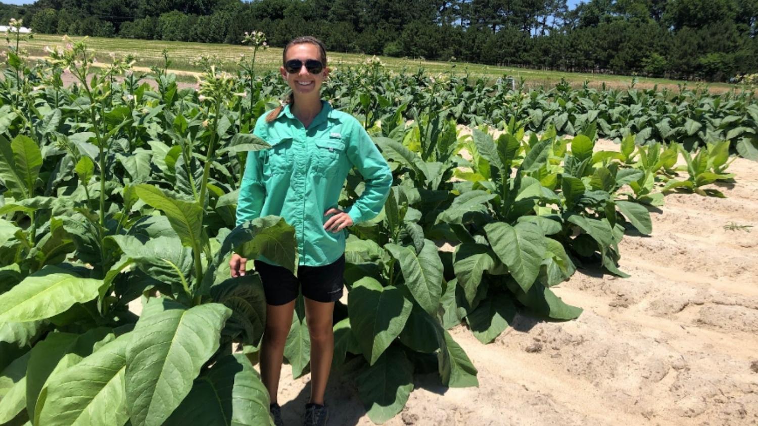 NC State researcher stands in a tobacco field