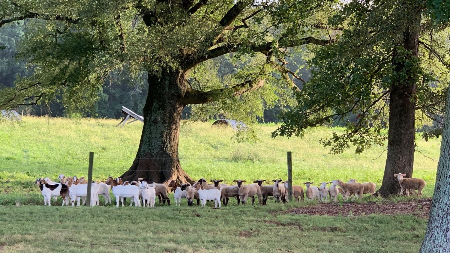 a herd of sheep and goats stand under a large tree inside a pasture fence
