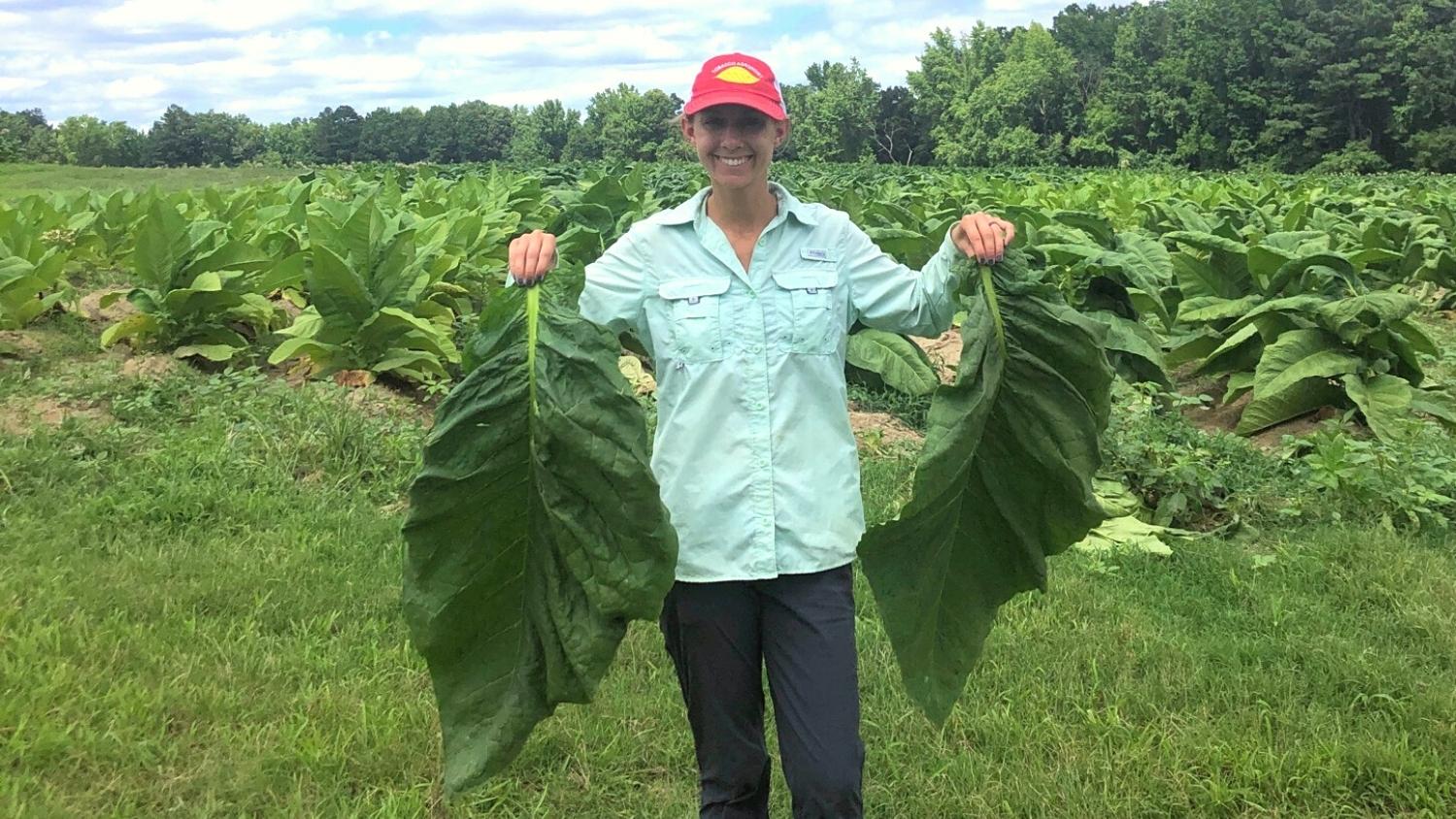 NC State graduate student holds cigar wrapper tobacco leaves 