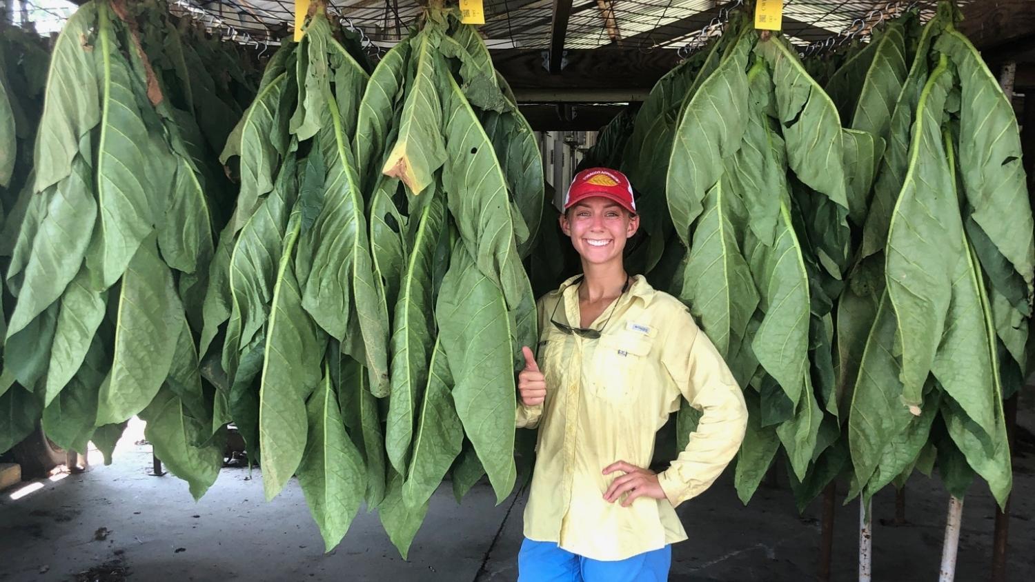 NC State graduate students stands with cigar wrapper tobacco leaves hanging in a barn