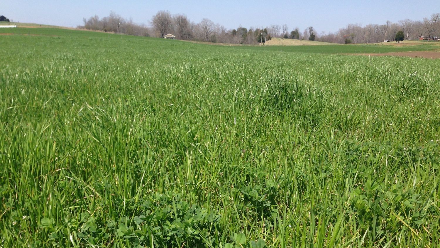A pasture with a mixed of forage varieties