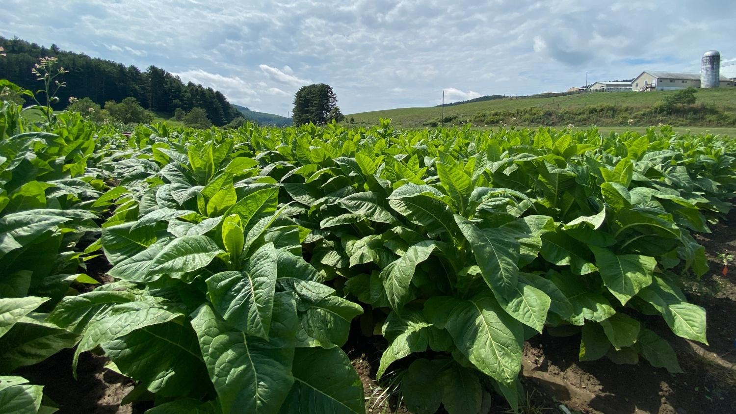 Burley tobacco growing in a NC field