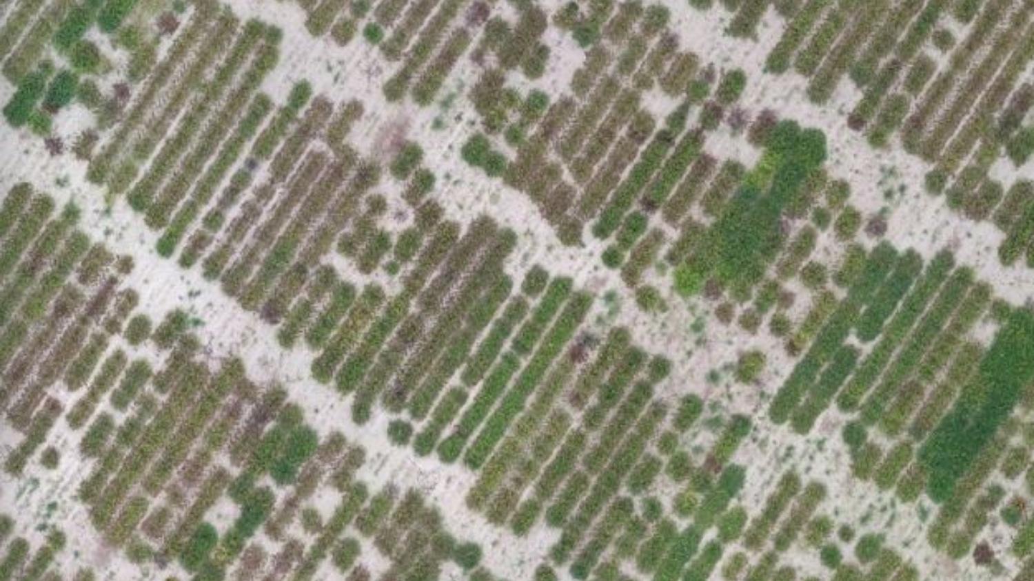 Drone image of peanut field with late leaf spot 