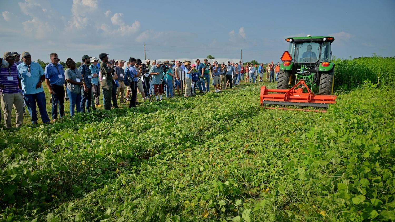NC State Extension peanut field day