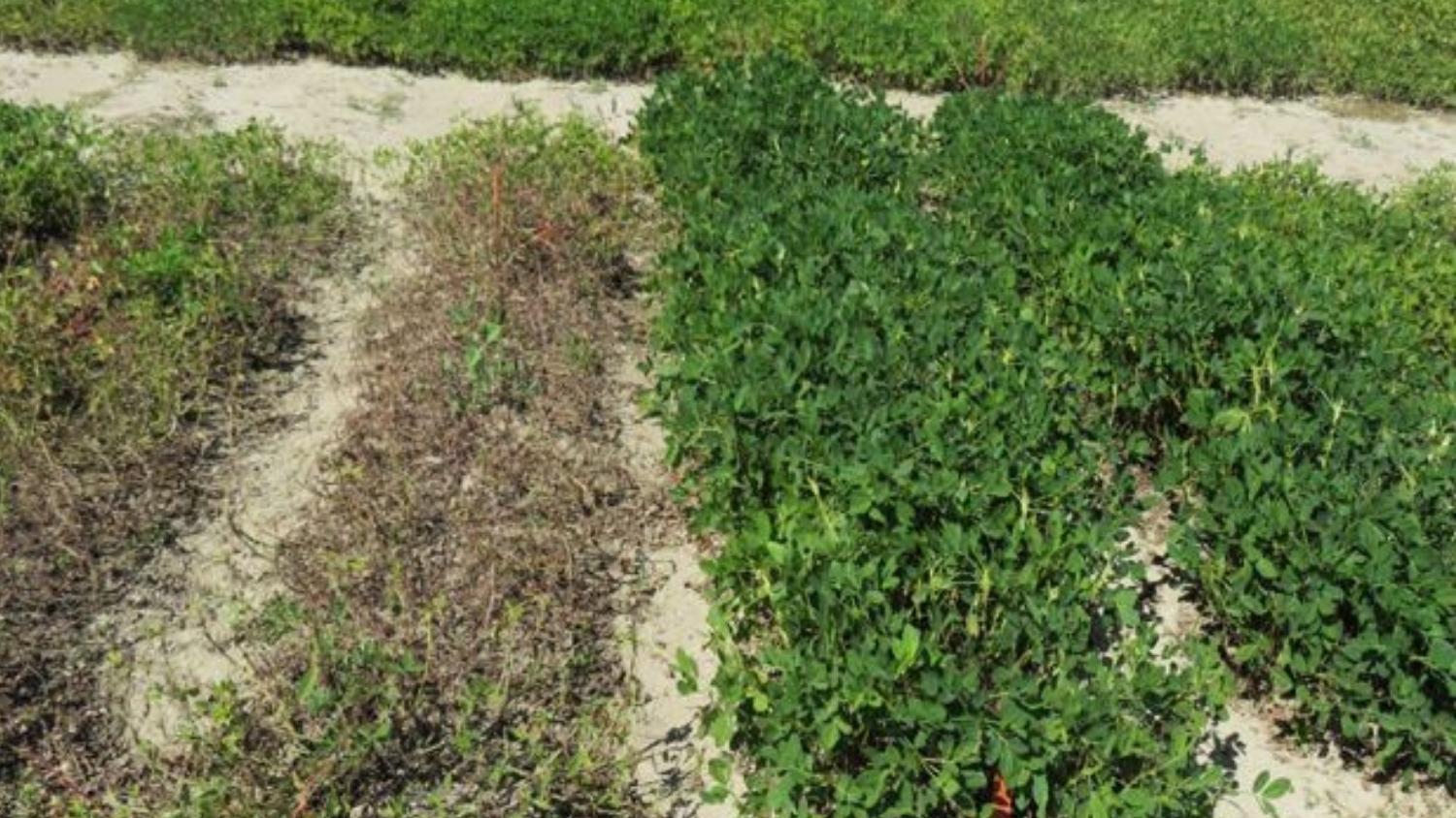 A comparison of peanut varieties with late leaf spot