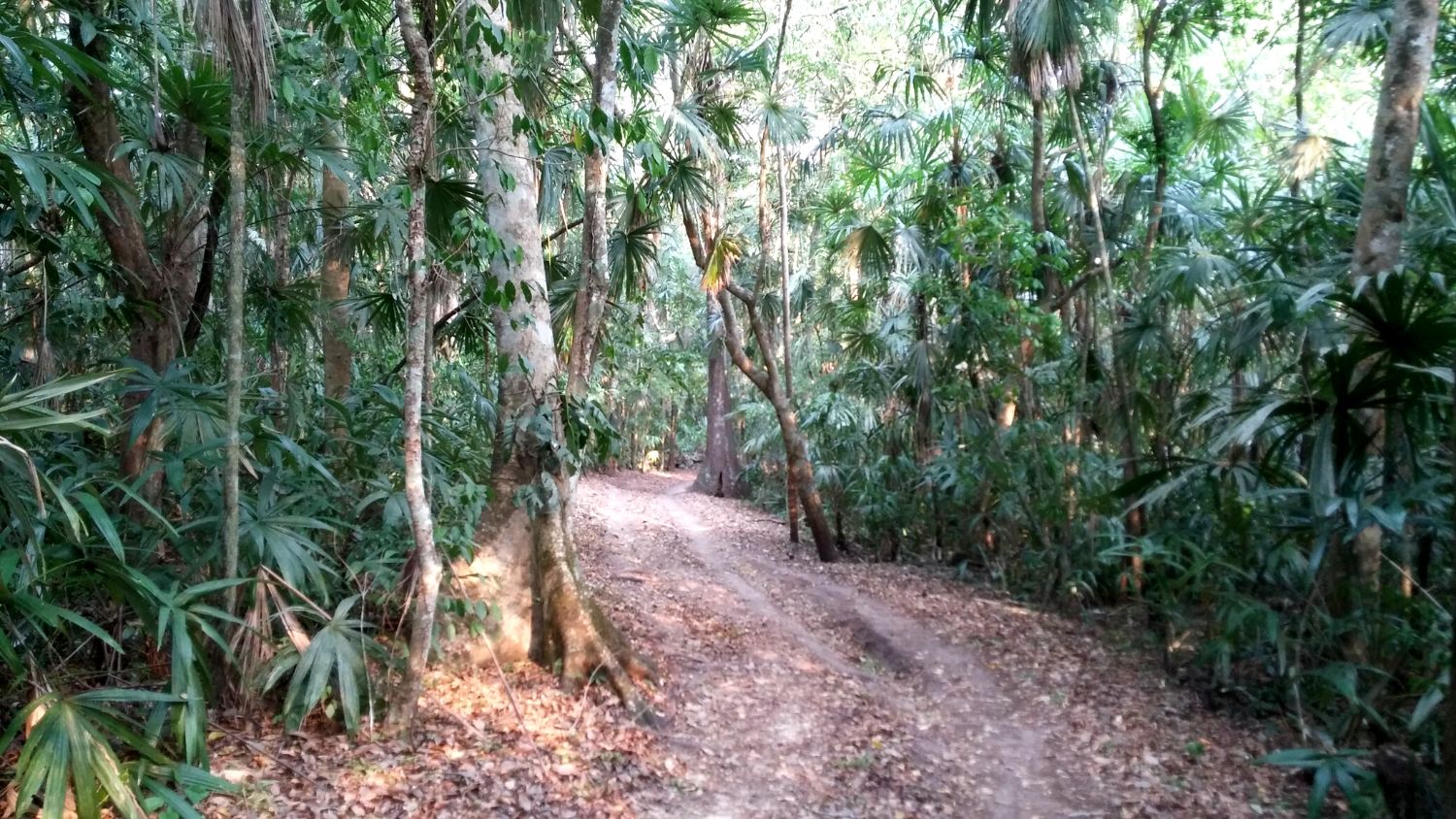 A jungle road to the El-Peru Waka site