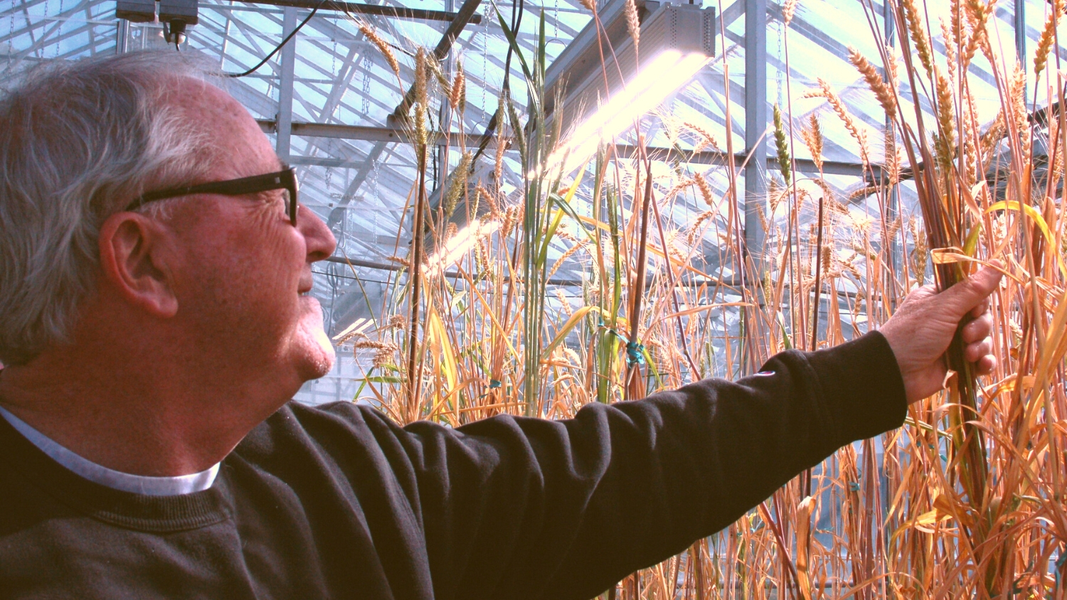 Paul Murphy observes greenhouse wheat samples