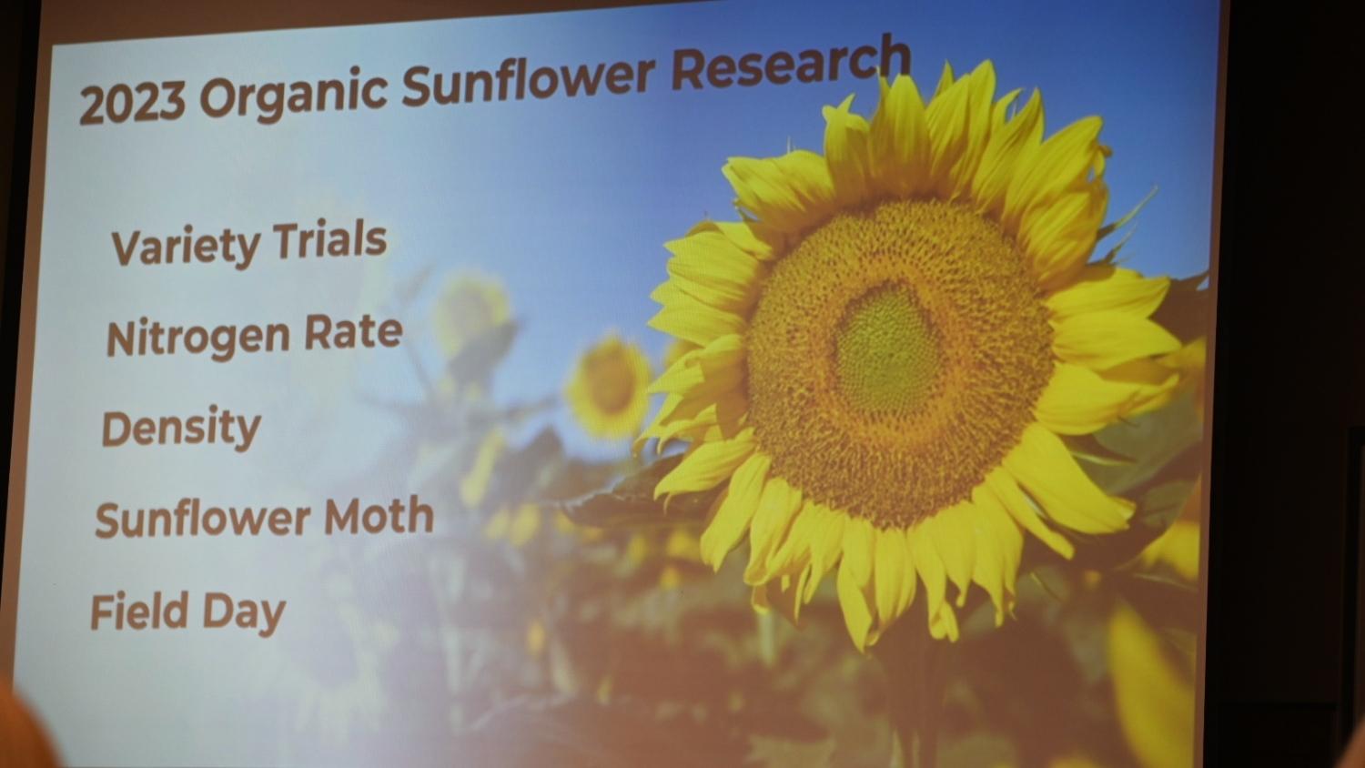 Organic sunflower research slide
