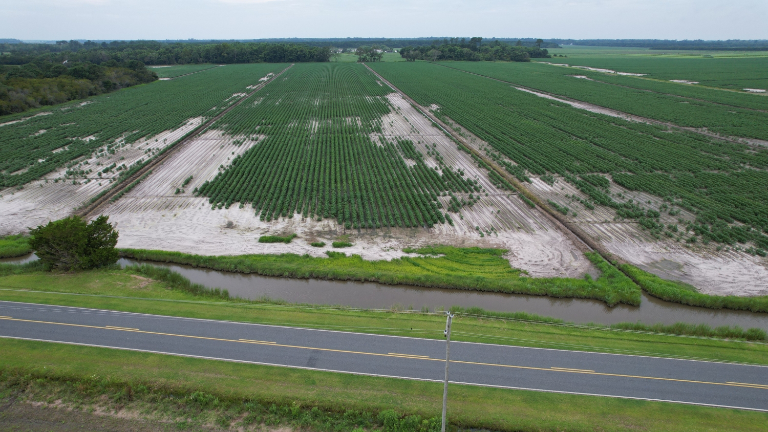 Cropland in Hyde County, NC that is impacted by saltwater intrusion