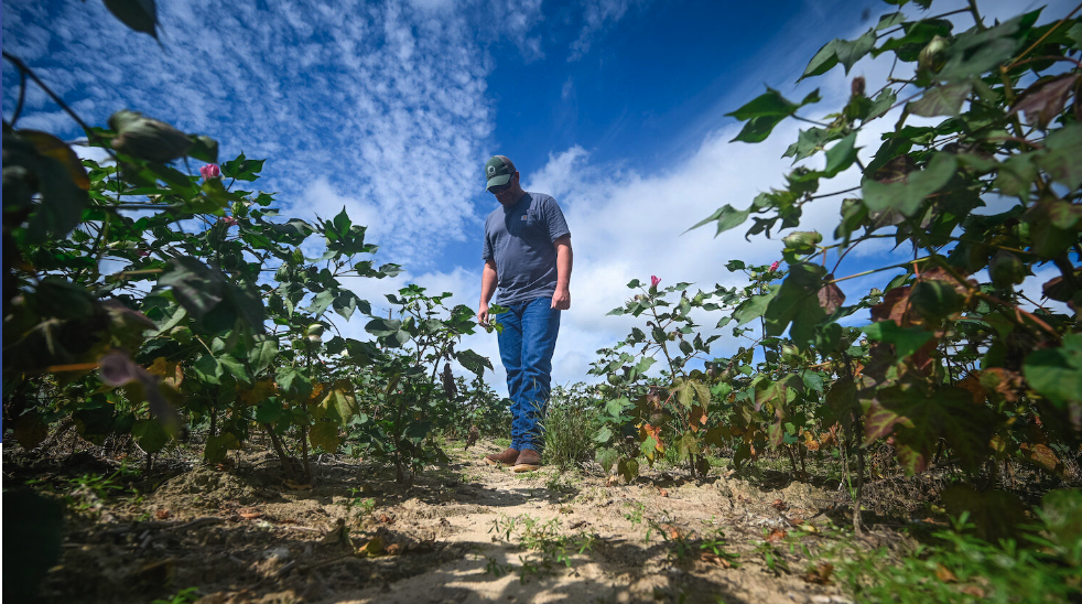Graduate student Matthew Starr walks in a cotton field