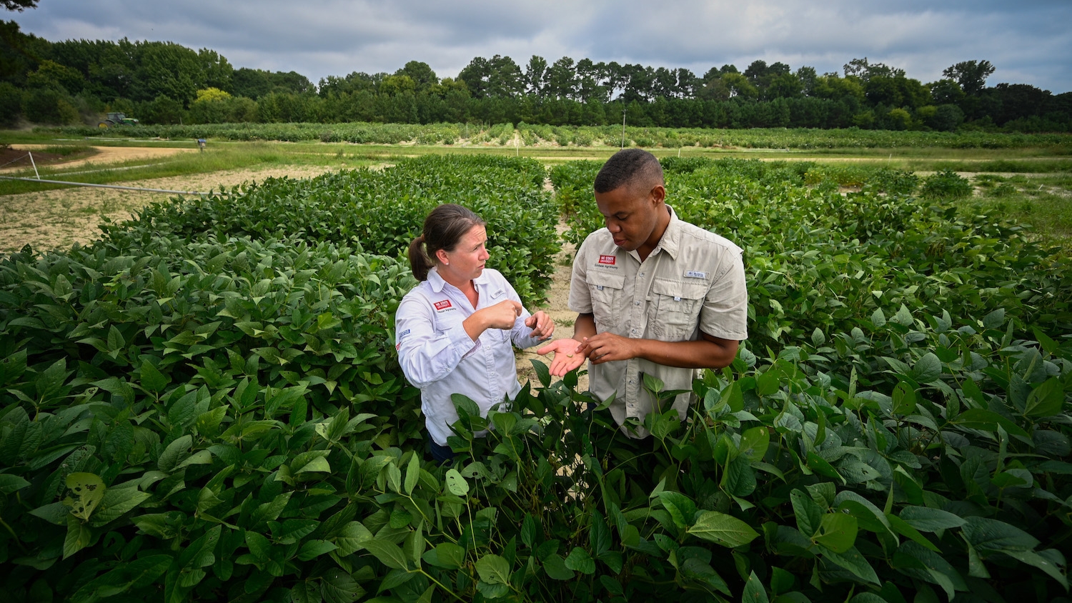 NC State Extension's Rachel Vann and DJ Stokes examine soybeans in the field.
