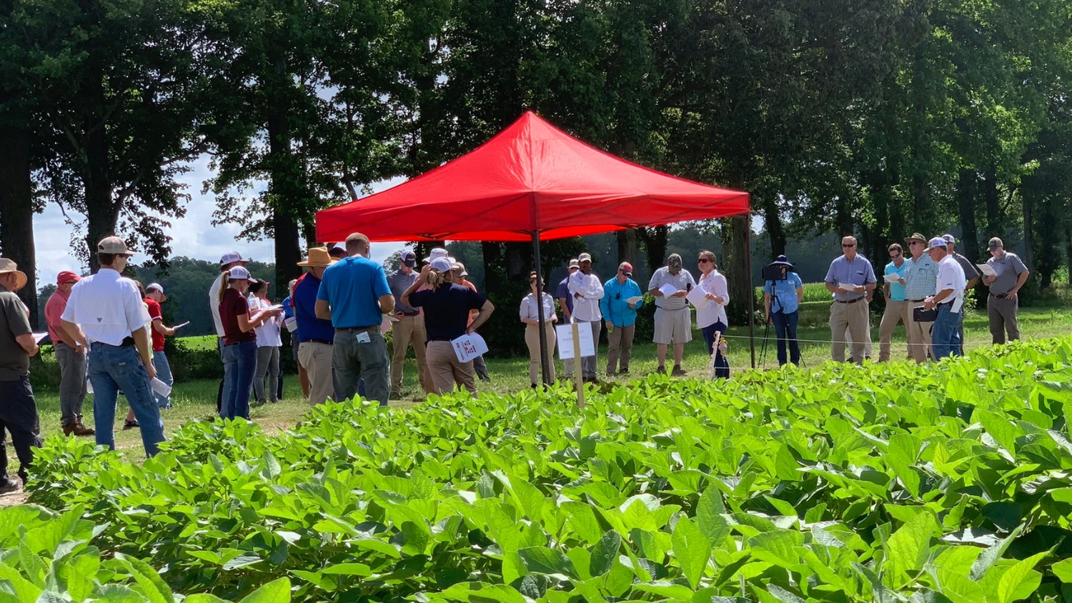 NC State Extension Specialist Rachel Vann speaks at a soybean field day.