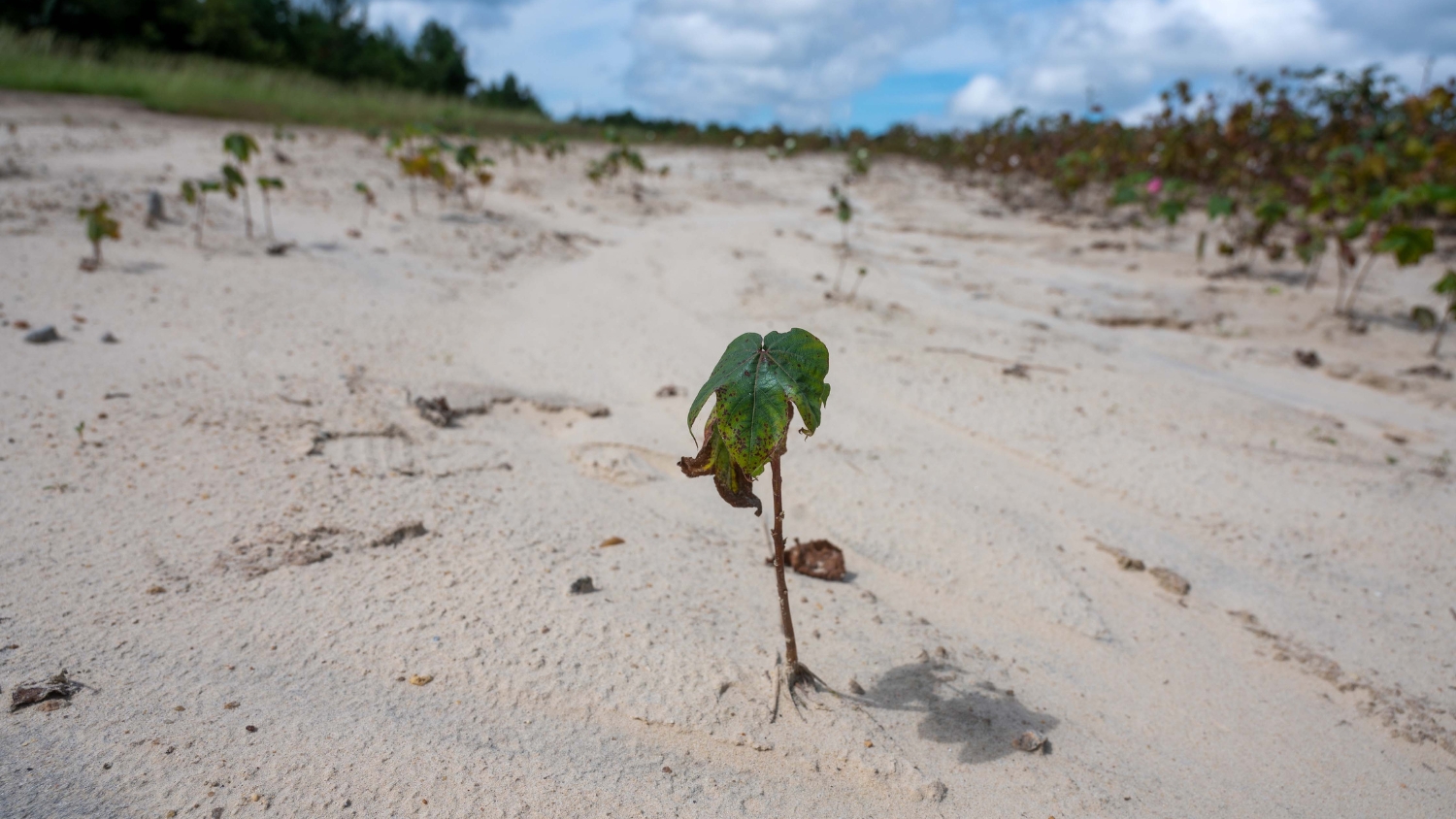 Cotton seedling with weak root system