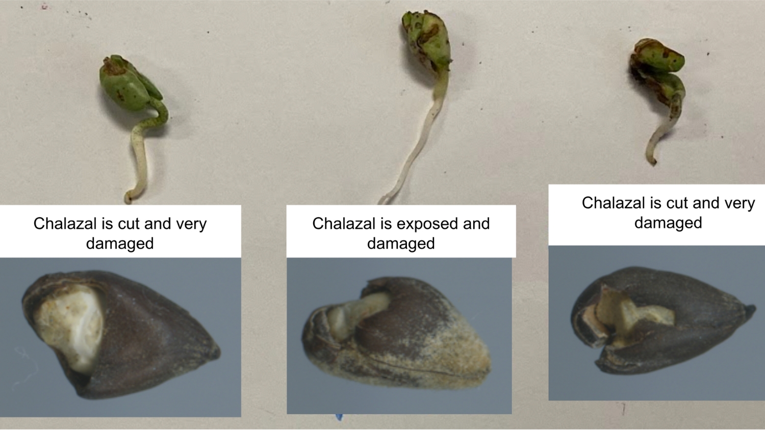 Examples of damaged cotton seeds and resulting seedlings