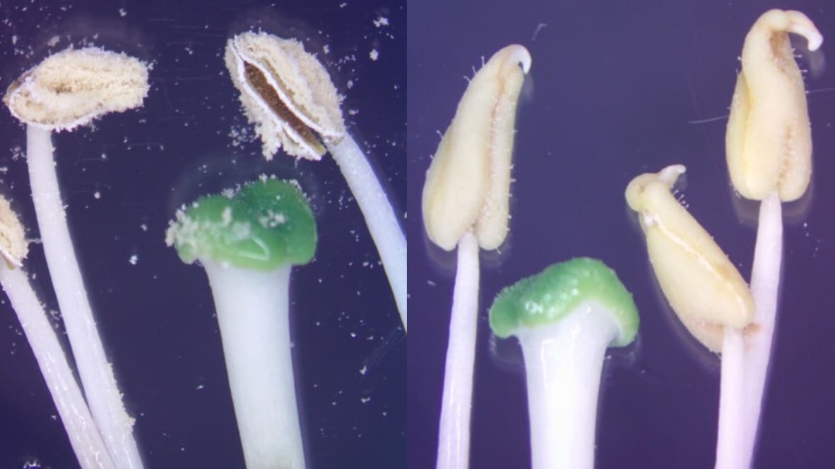 Photo of tobacco plants with and without pollen.