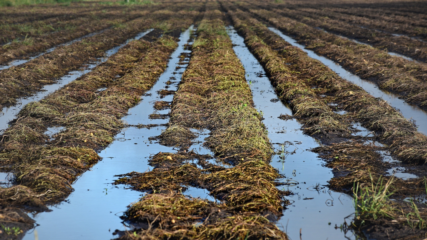 Flooded crops in a Pasquotank County, North Carolina, field.