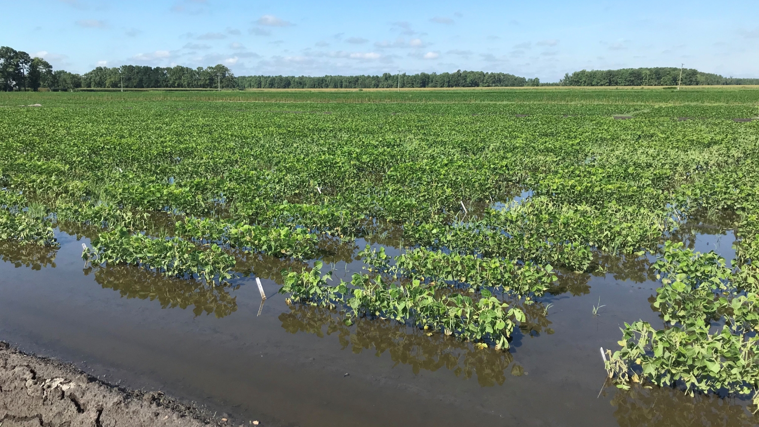 North Carolina soybean breeding plots flooded for research evaluation.