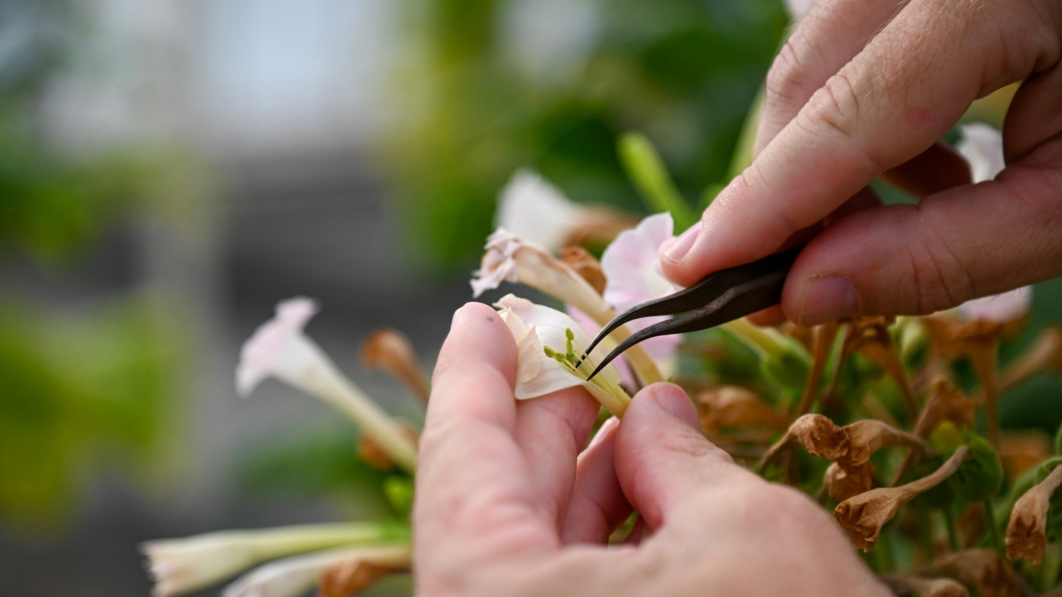 Close up of a Nicotiana flower stamens being removed for cross pollination.