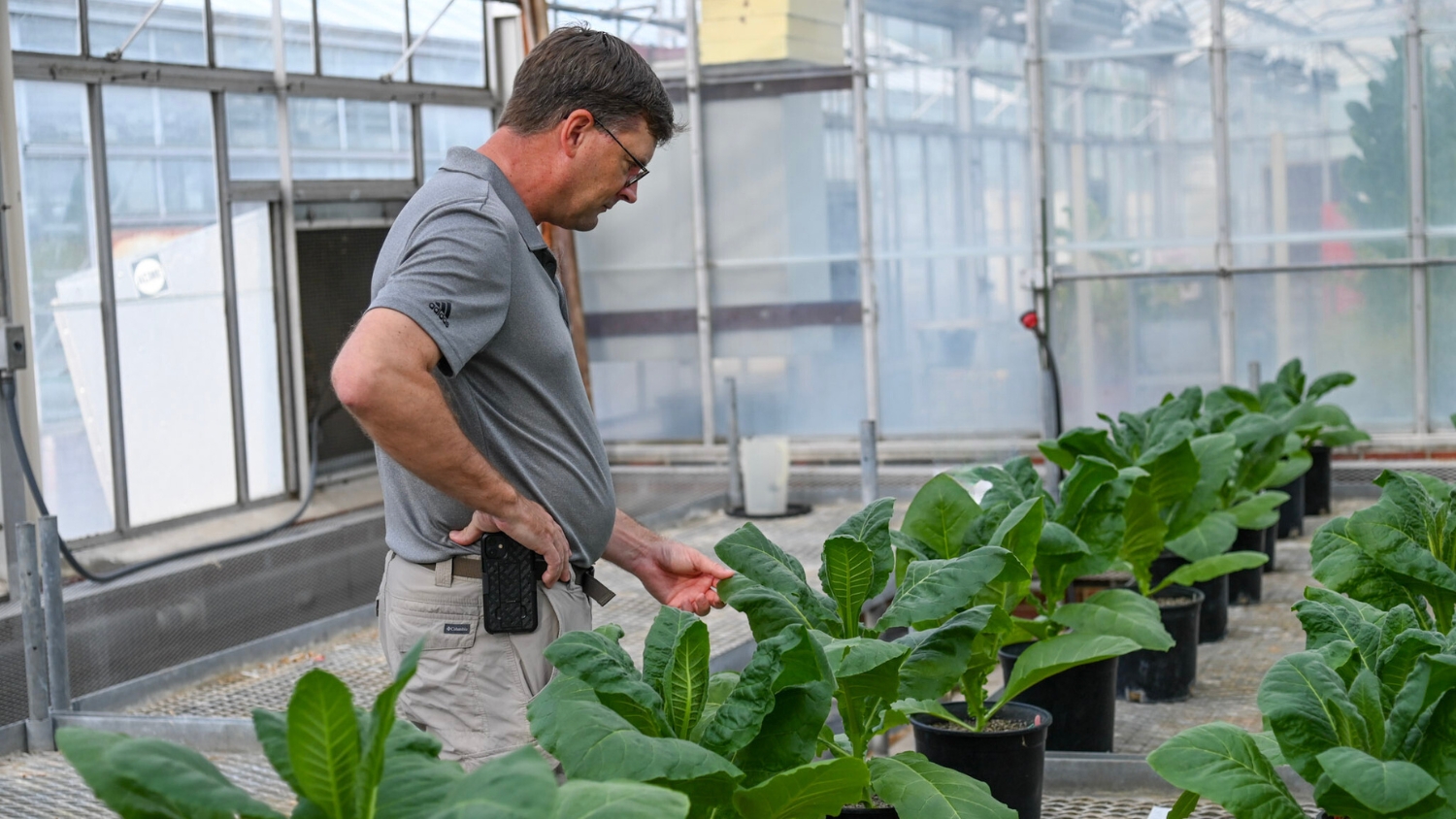 Ramsey Lewis inspects potted tobacco plants growing in an NC State greenhouse.