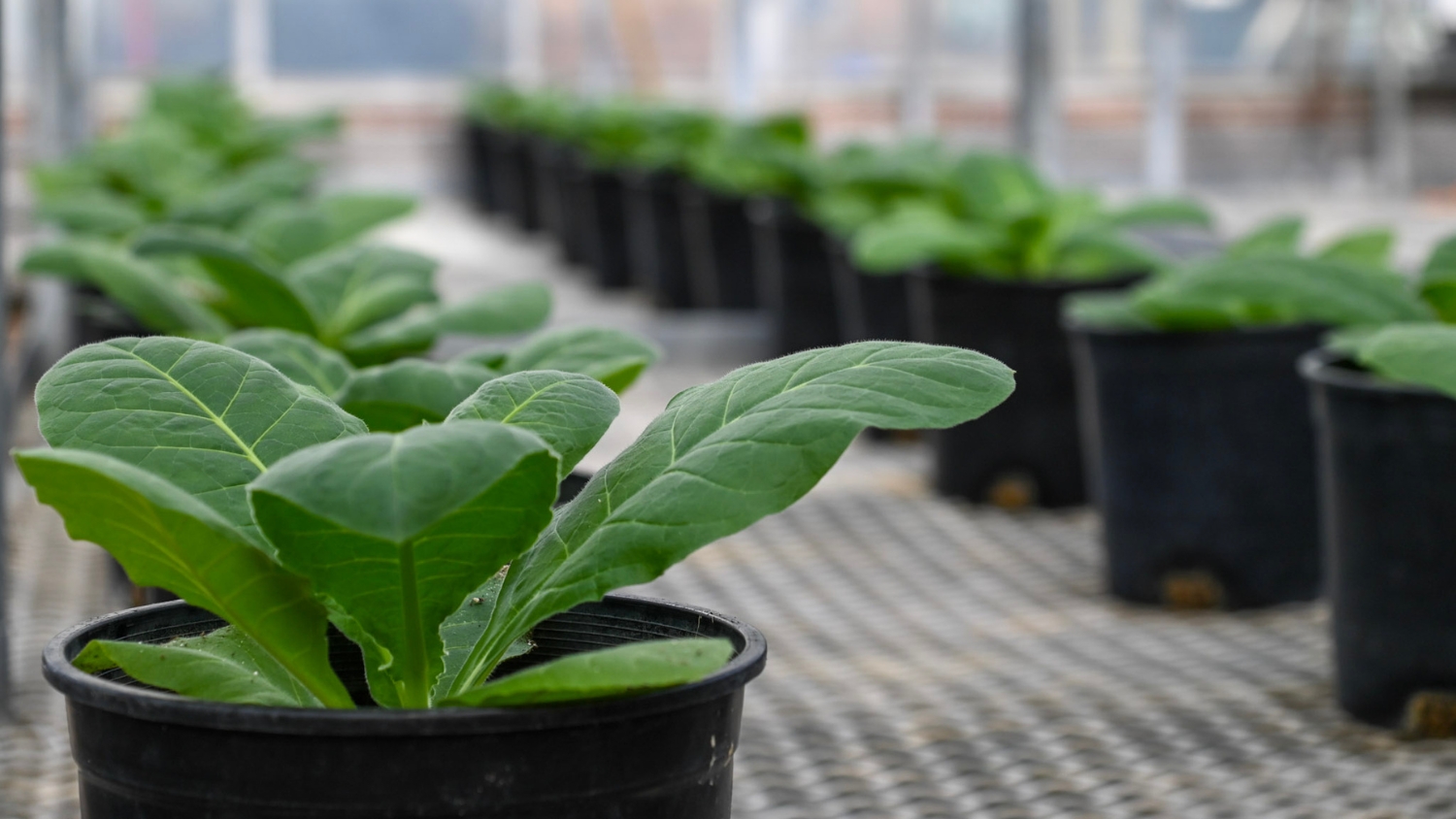 Rows of potted tobacco plants in an NC State greenhouse.