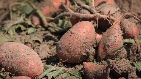 Ripe sweet potatoes fresh from the ground lay on the soil surface