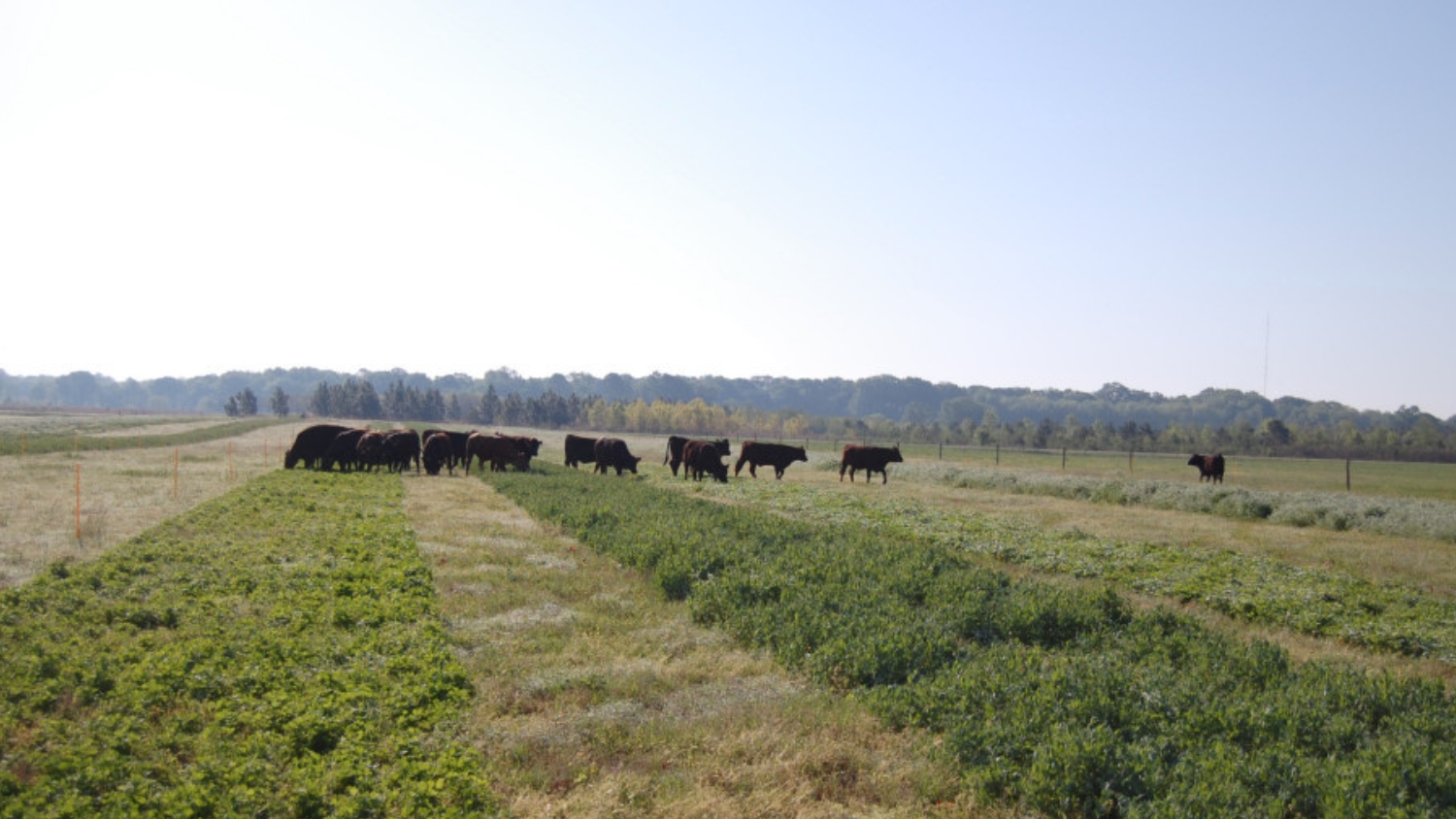 Beef cattle graze test plots at the Center For Environmental Farming Systems
