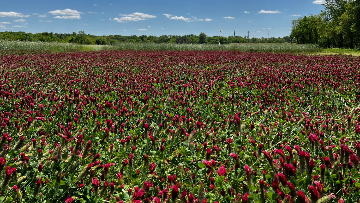 A field of crimson clover in bloom