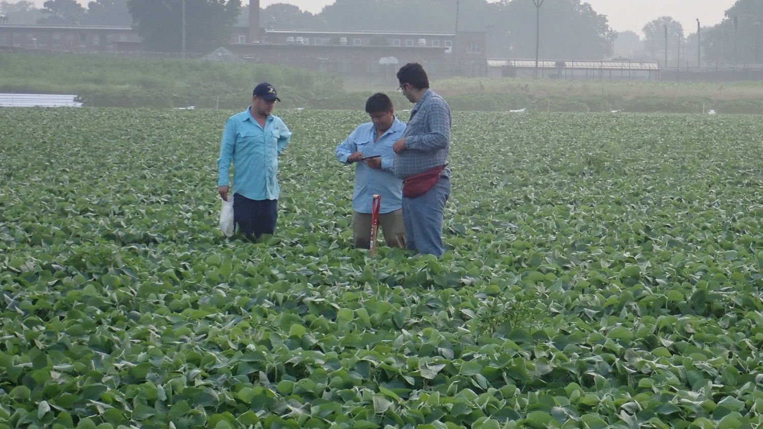 Ekrem Ozlu and staff take soil samples in a cover cropped field 