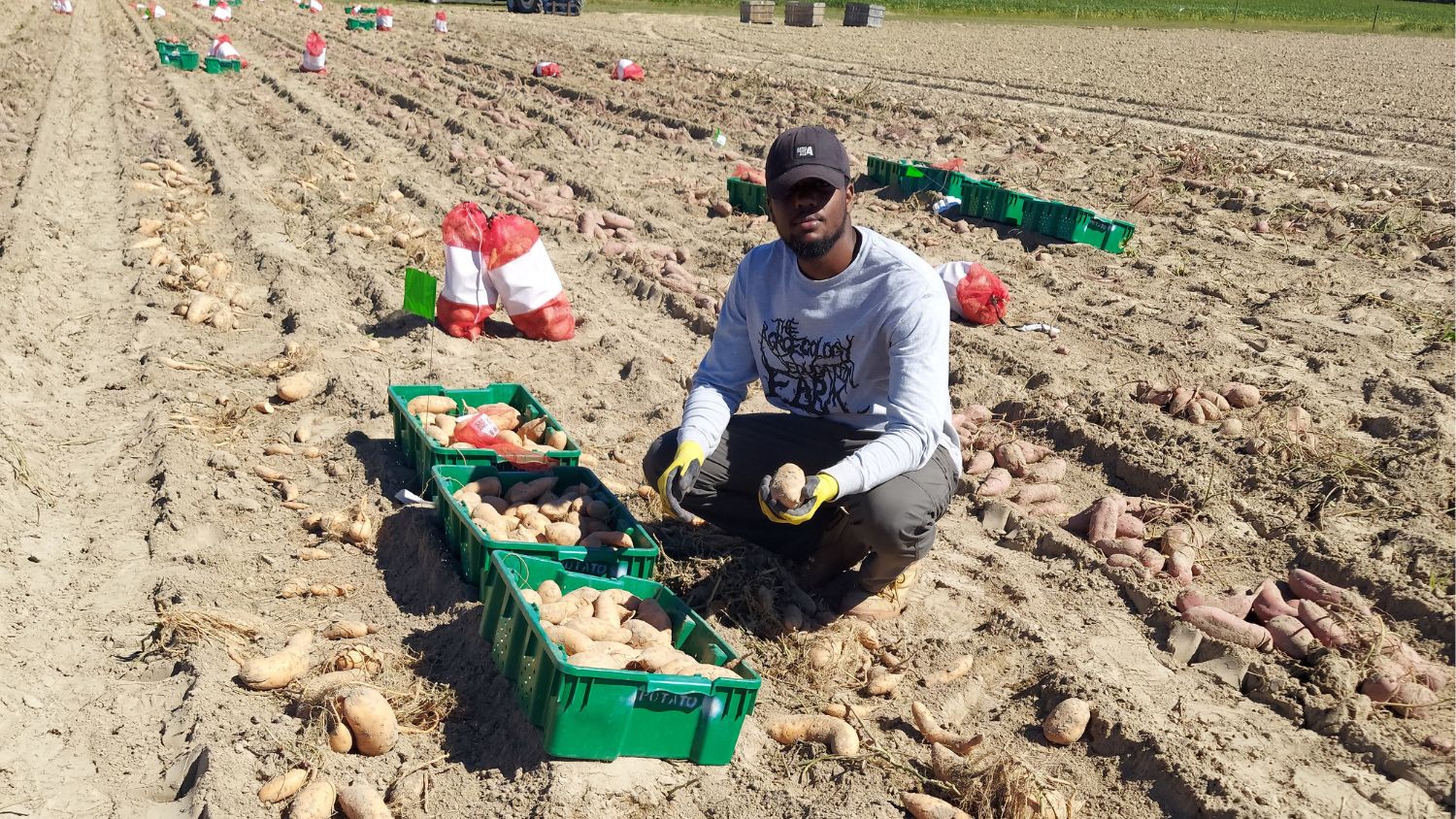 NC State agroecology student Jaleel Hewitt harvest sweetpotatoes in the field.