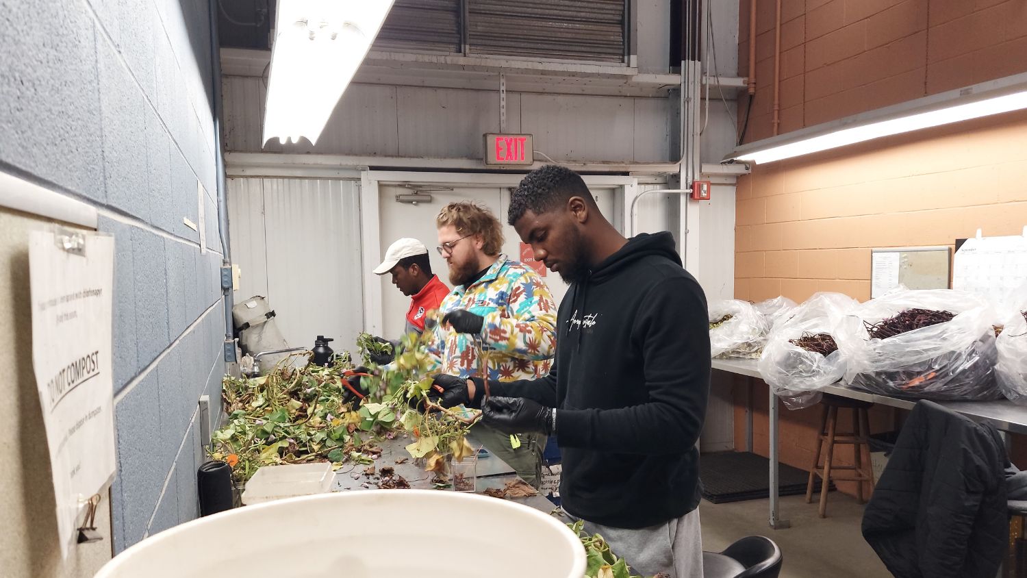 NC State agroecology student Jaleel Hewitt processes sweetpotato vines for research.