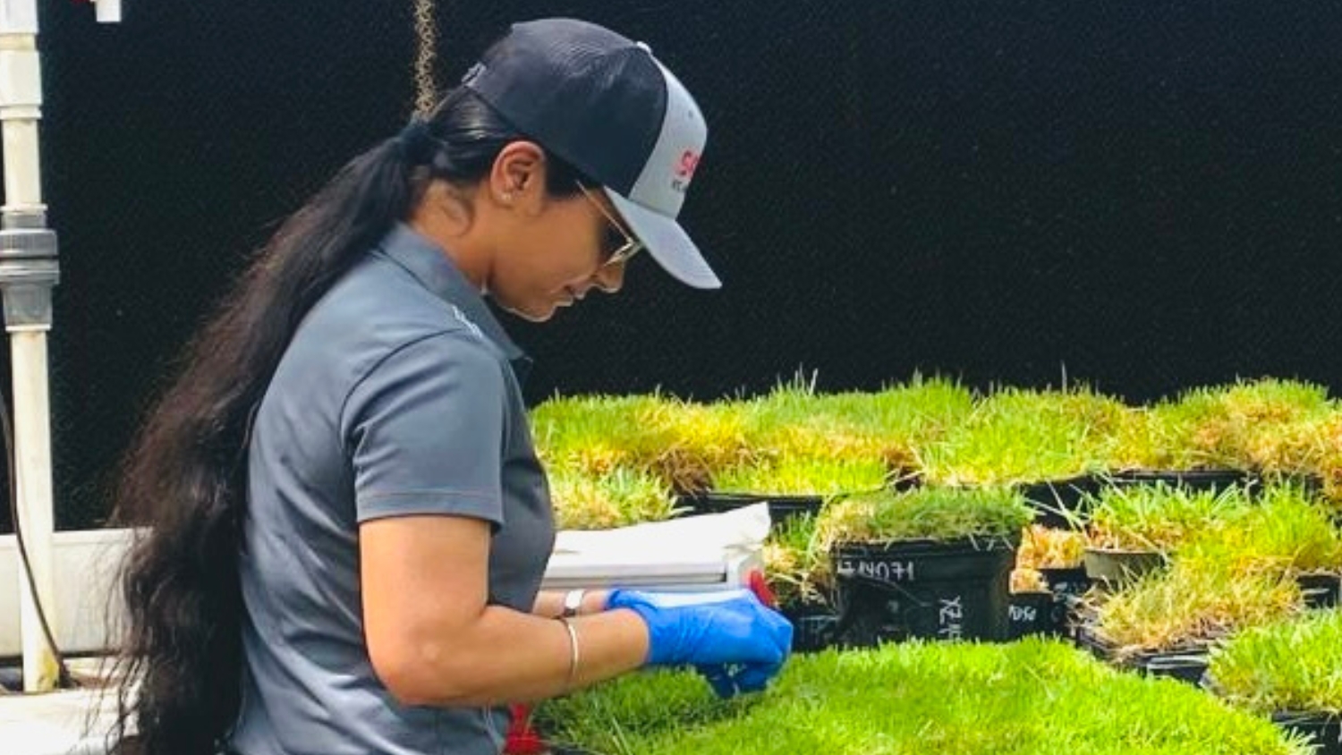 NC State graduate student Balihar Kaur evaluates zoysiagrass varieties in a greenhouse.