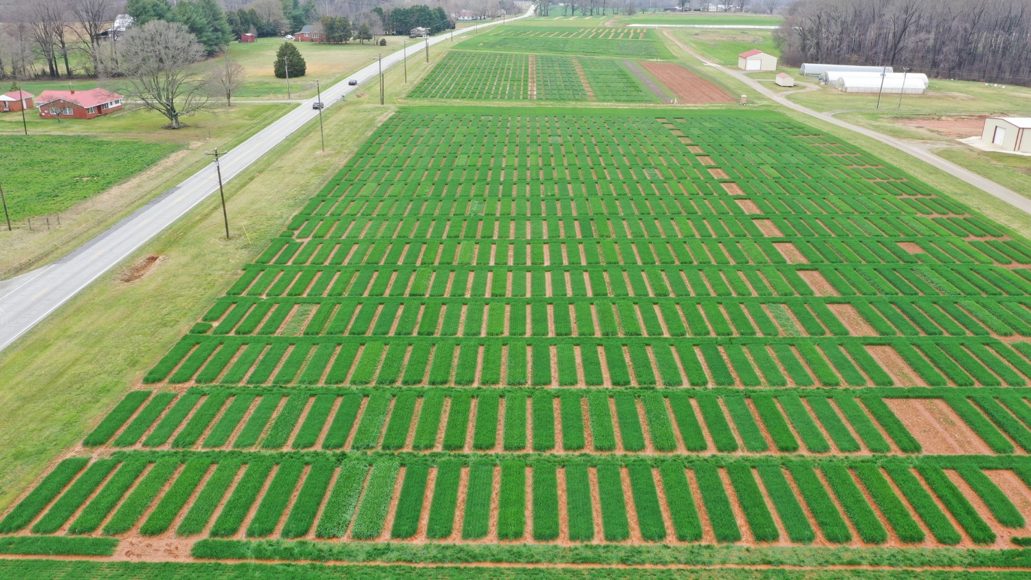 NC State OVT wheat field