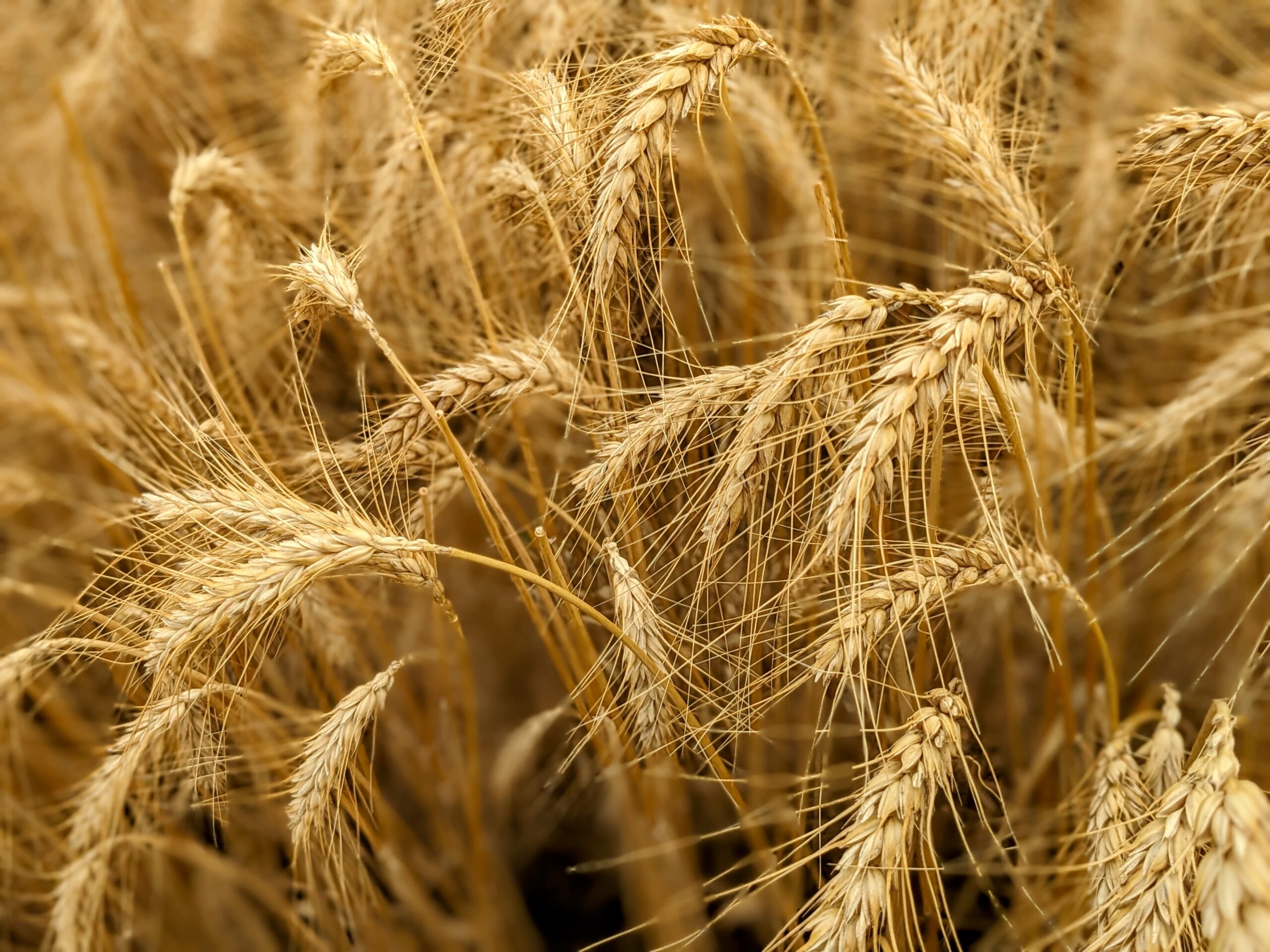 Wheat drying in a field. Photo by Nico Lara