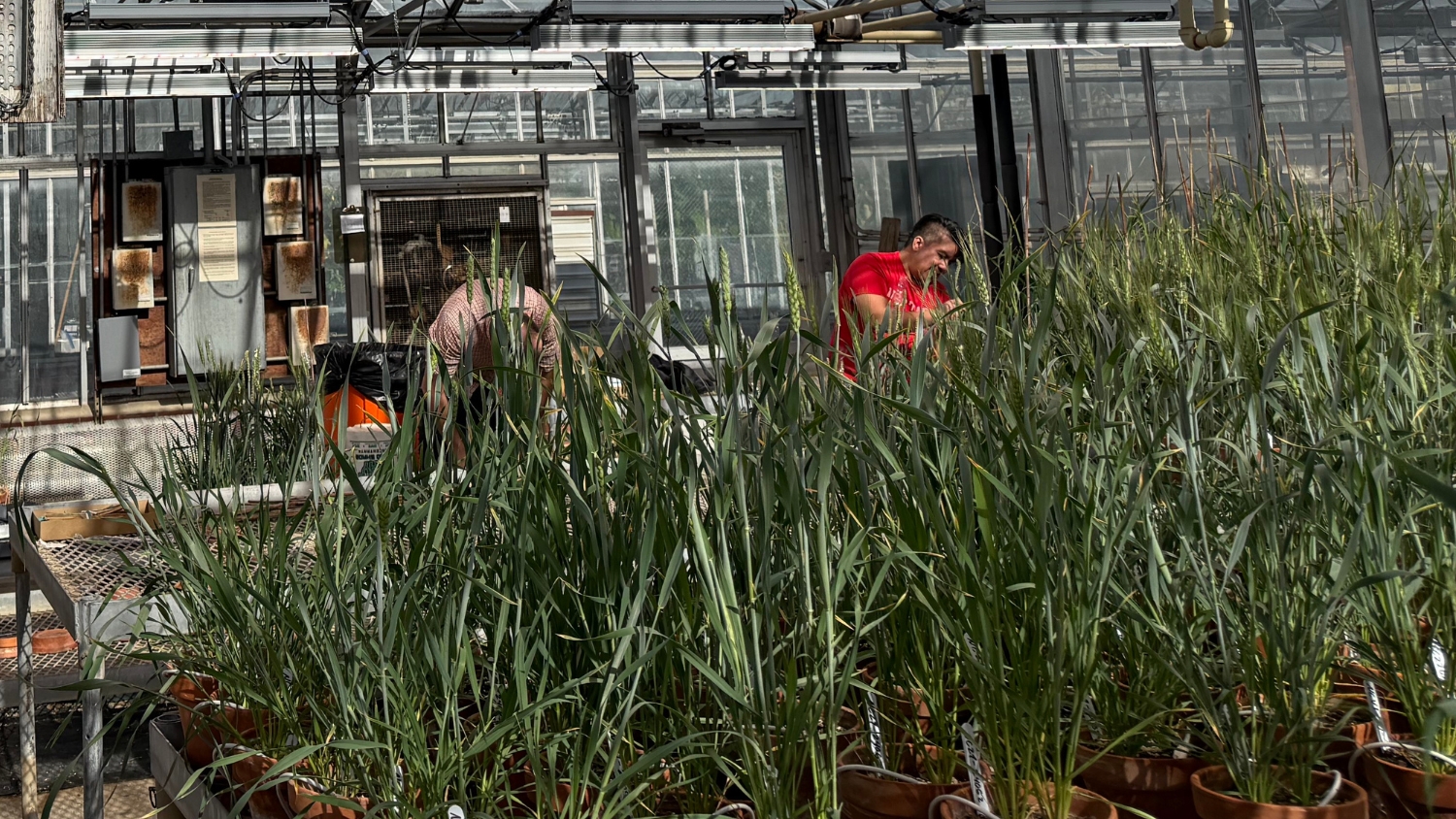 Researchers attend to wheat plants in an NC State greenhouse.