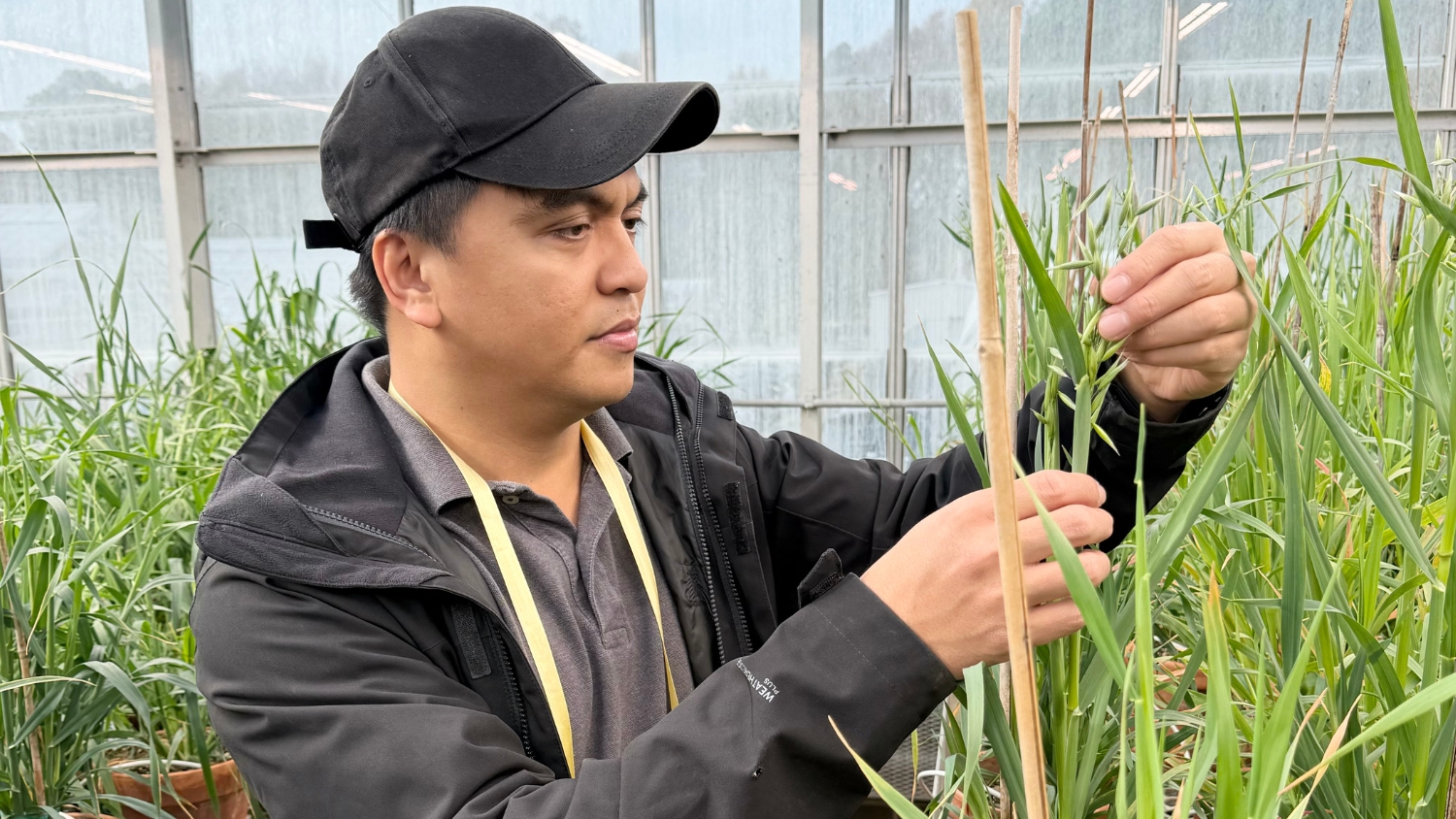 NC State small grains breeder Nonoy Bandillo examines a wheat plant in a greenhouse.