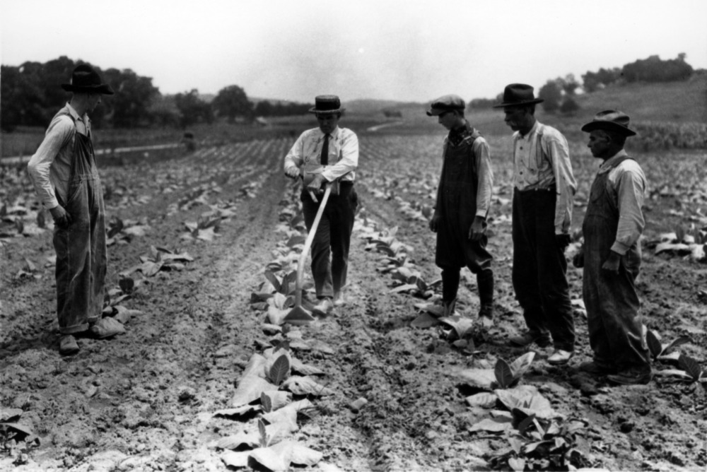 NC State Extension agent demonstrates tobacco dusting in the 1920s