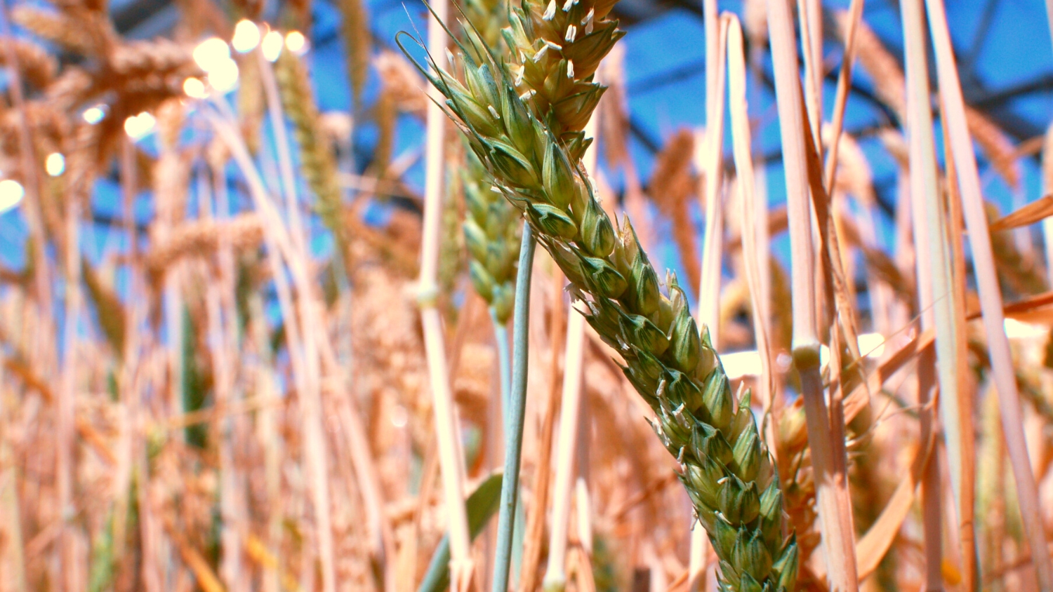 Wheat grain head in an NC State greenhouse