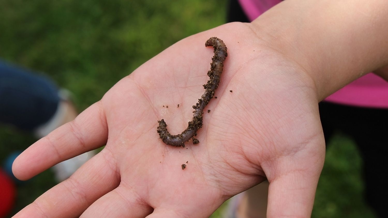 Worm in hand