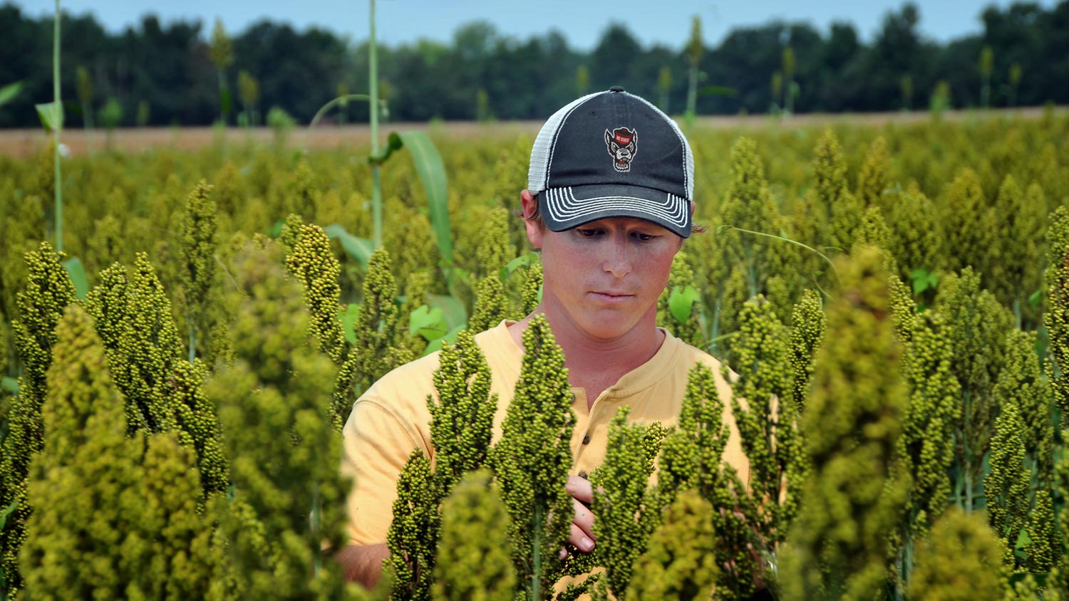 sorgum farmer in field