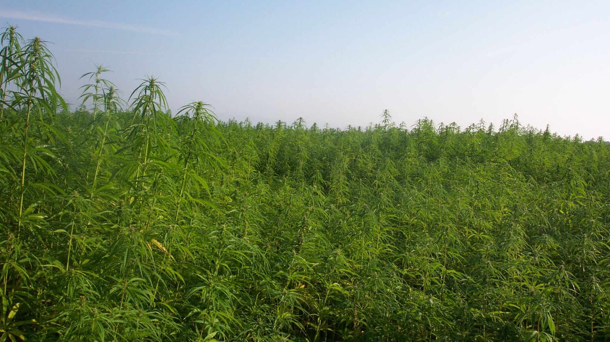 Industrial Hemp