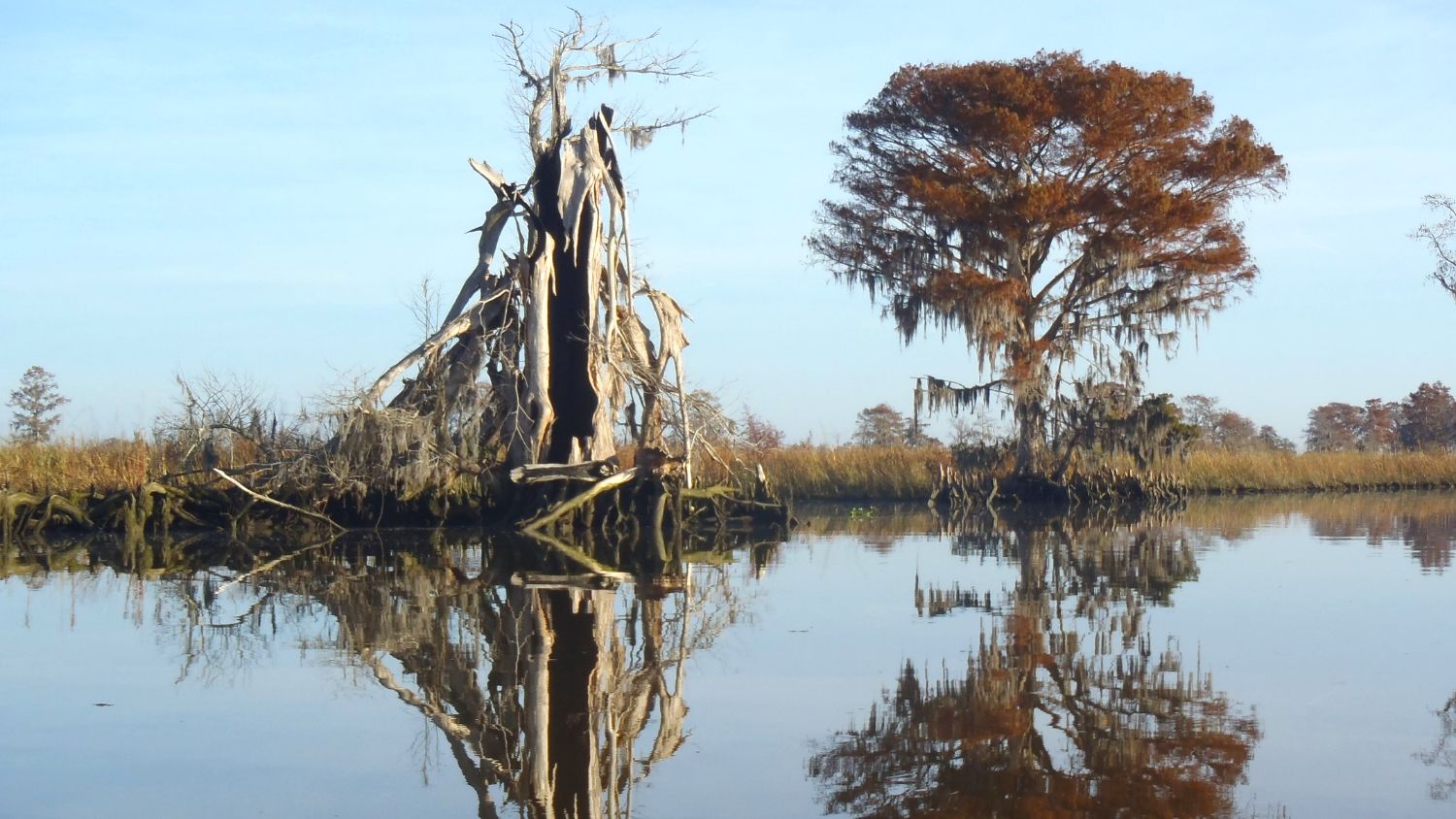 Ghost forests develop as species die-off from soil salinity