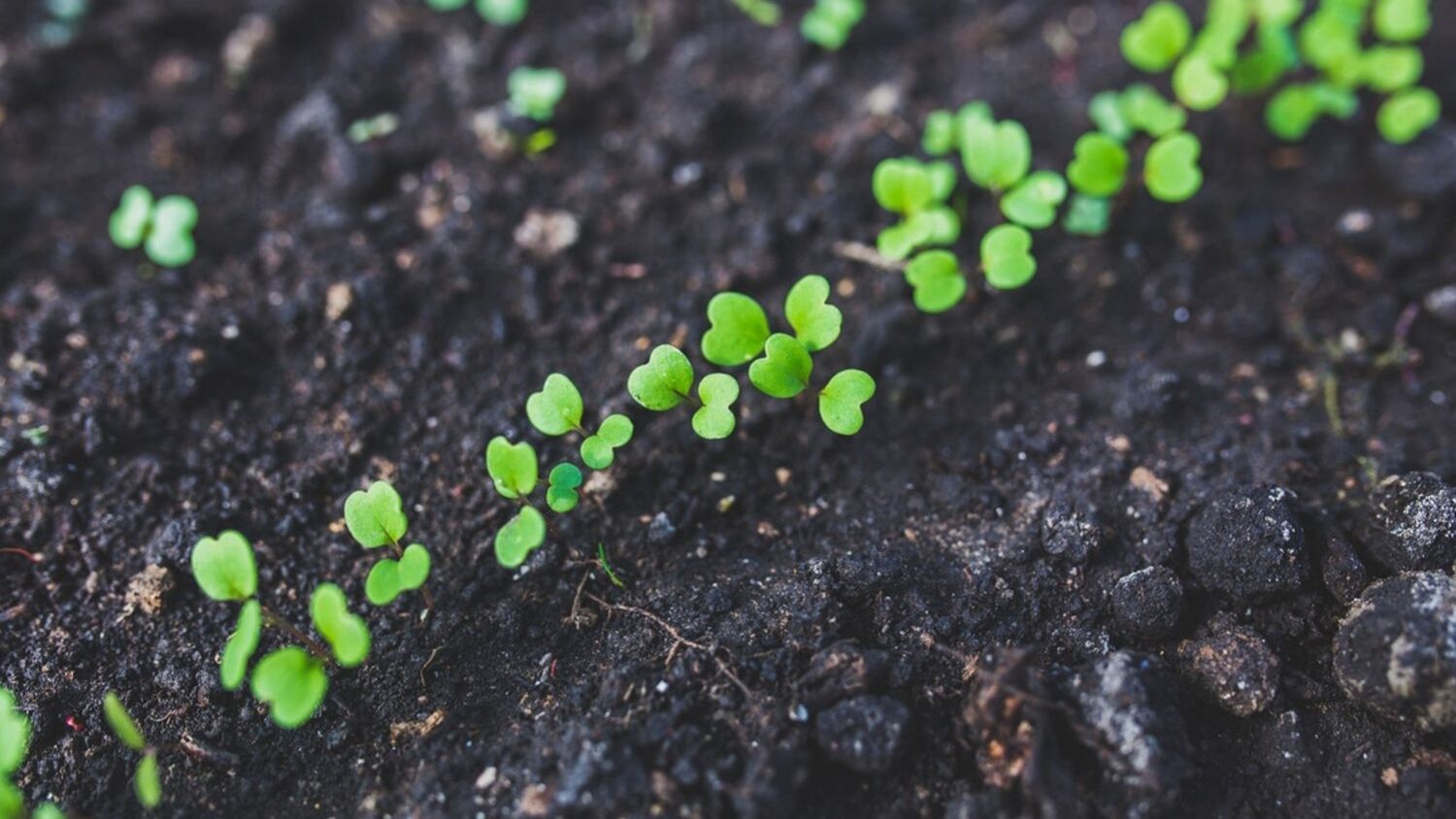 Crop and Soil Sciences Scholarships cultivate student excellence