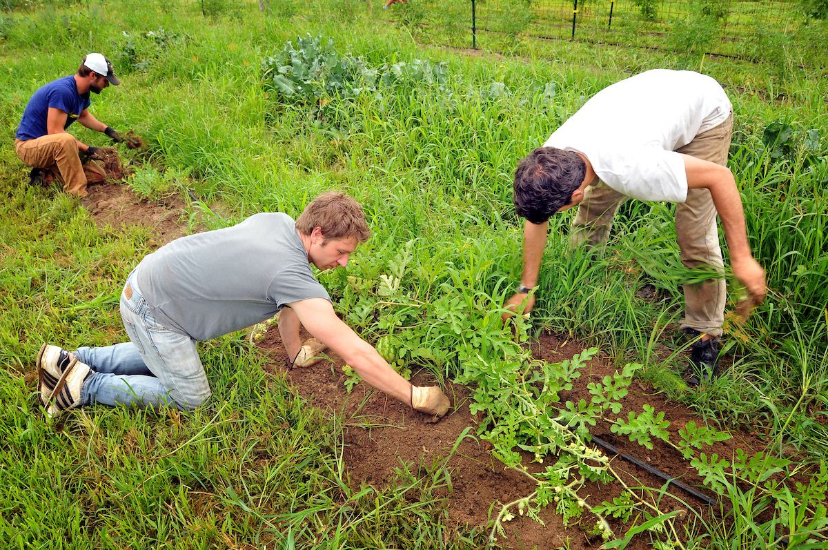 NC State teaching gardens allow students to interact with classroom knowledge