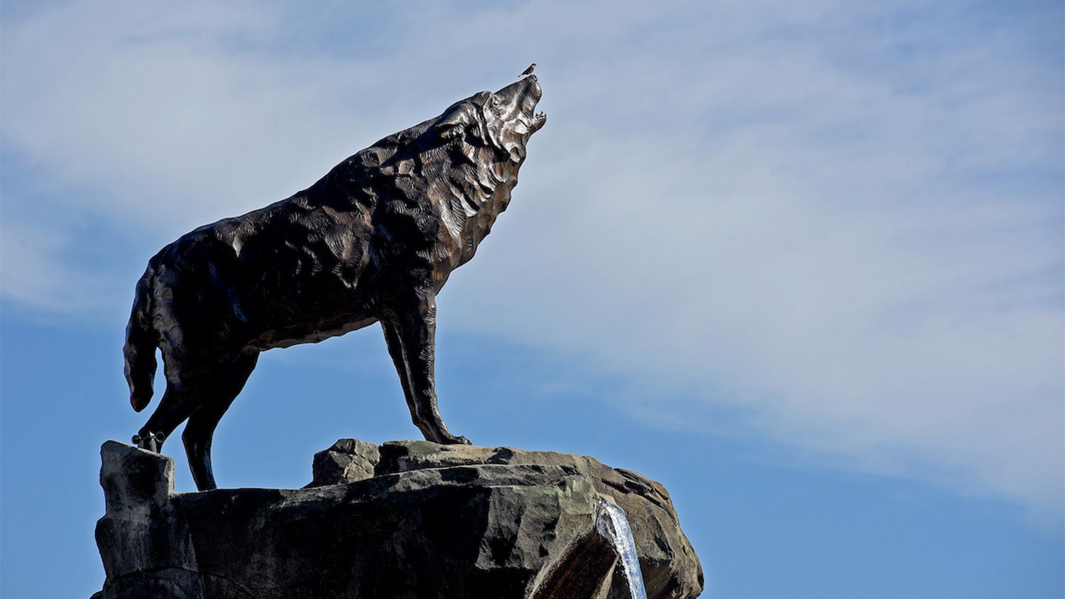 A bronze wolf statue sits atop a rock