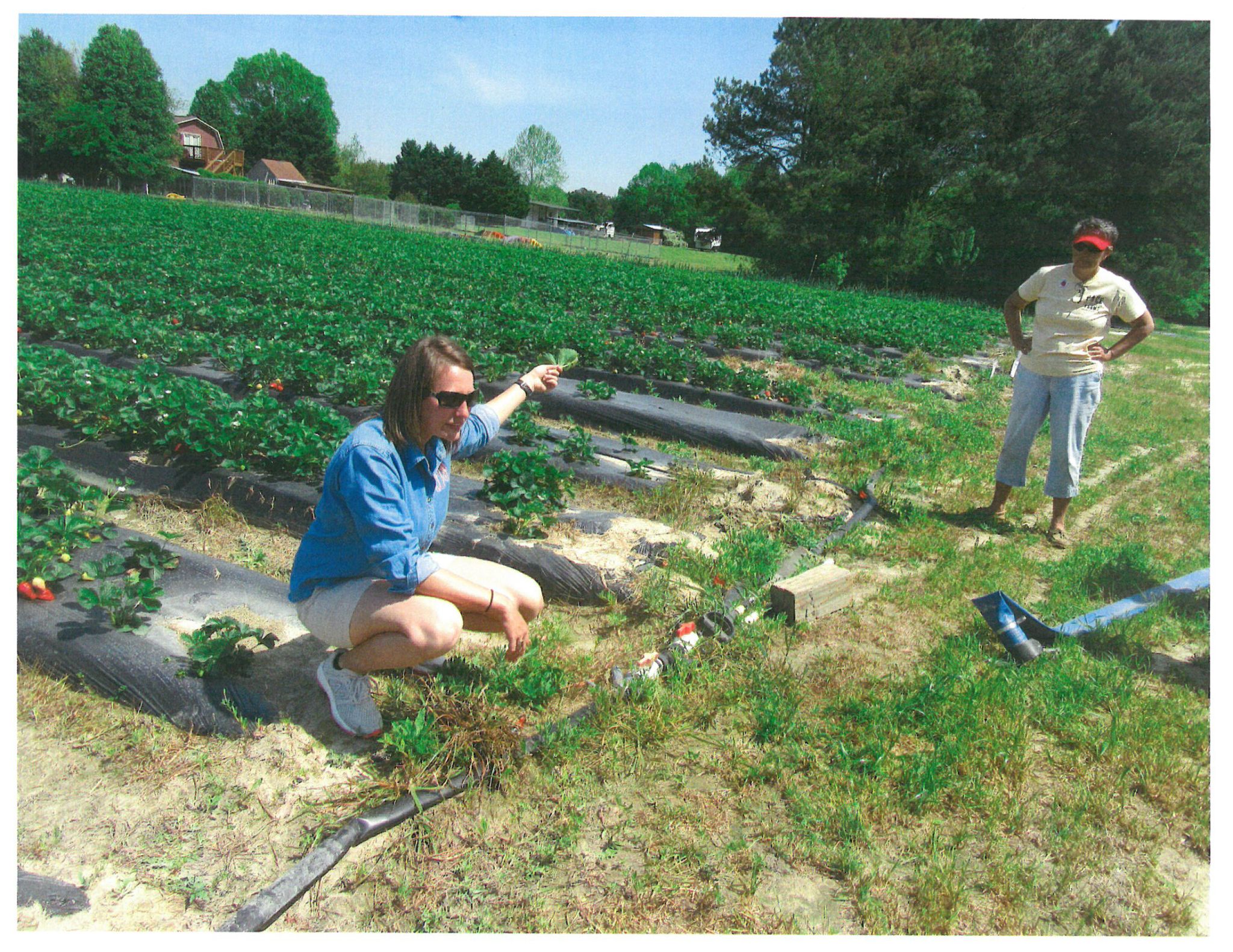 A woman kneeling in a farm field