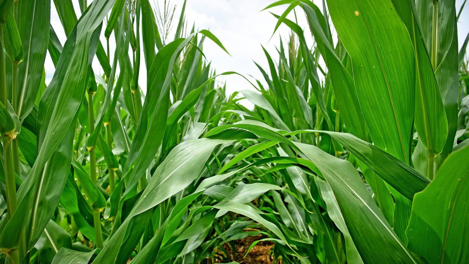 A corn field in North Carolina